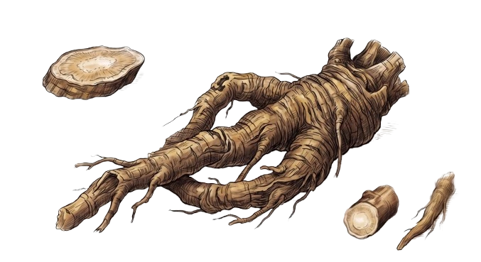 Radici di Genziana